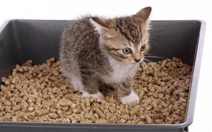 Купим пеллету-подстилку для котов, 5-10 кг мешок грн.0