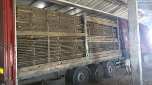 Доска не обрезная дуб  грн.100