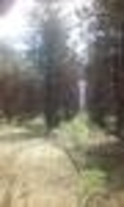 Продам кругляк сосны свежеспил 20-45, 3000 кубов в наличии грн.1000