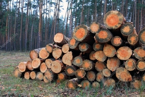 Куплю дрова твердолиственых пород грн.0