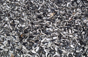 Купим лузгу подсолнуха оптом в Кривом Роге и Запорожье грн.1000