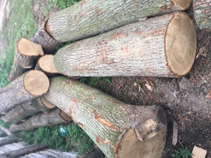 Продам дуб кругляк  грн.9000