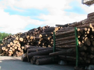 Продаем пиловочник (кругляк) грн.0