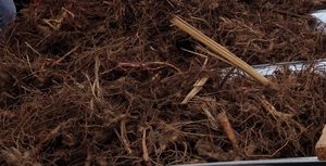 Продаем Мискантус гигантеус (Miscanthus Giganteus) грн.0