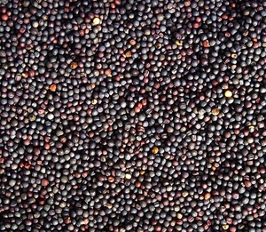 Продажа семян рапса, урожай 2018, Одесса грн.