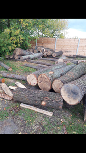 Куплю дуб, дорого (діаметр від 40) грн.3000