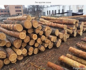 Продам кругляк - сосна - сухостой, Овруч грн.1250