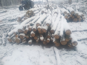 Продам дрова (техсировину) оптом грн.700