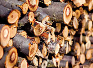 Реализуем дрова фруктовых пород 1000 м3, доставка грн.600