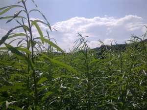 Энергетическая ива грн.