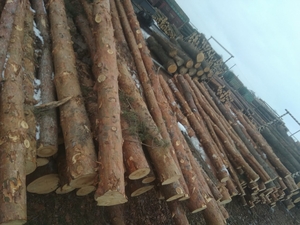 Продам лес круглый (кругляк) грн.1250