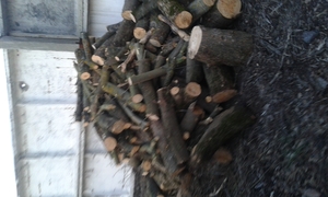 Продаю дрова разных пород грн.0