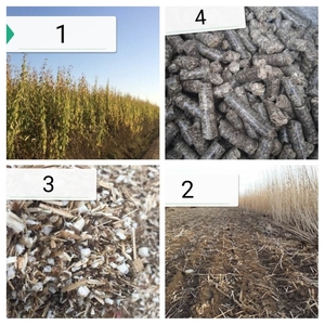 Вирощуйте топінамбур – отримайте власну сировину грн.