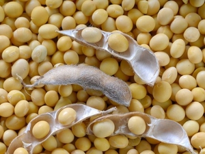 Куплю сою оптом грн.0