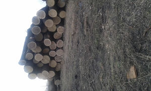 Продам дуб кругляк грн.0