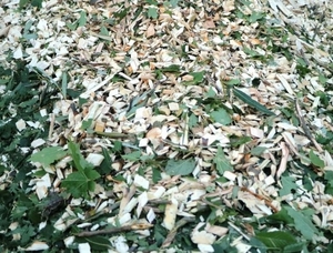 Продам щепу древесную грн.230