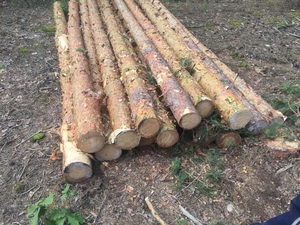 Продам лес кругляк сосна (зеленый свежепил, сухостой) грн.1700