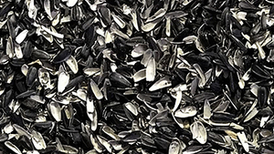 Куплю лузгу шелуху грн.500