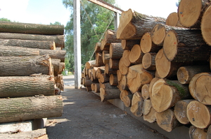 Продаем дуб кругляк 35-58 см грн.8950