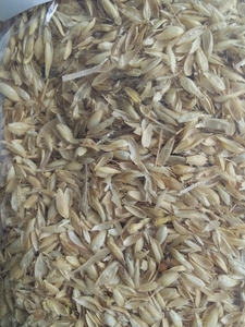 Куплю сор рапса грн.200