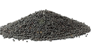 Интересуют семена рапса для экспорта грн.