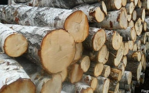 Реализуем березовые дрова в большом количестве, доставка грн.500