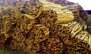 Продам обрезки дубовые грн.400