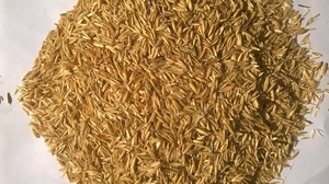 Продам шелуху овса на пелеты грн.600