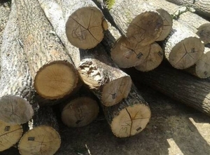 Интересует дуб 3 сорта грн.0