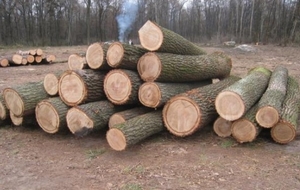 Интересуют поставки дуба в Винницу грн.0