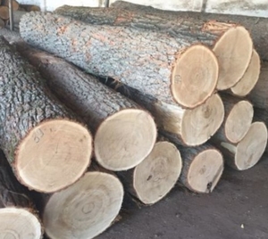 Закупка кругляка дуба в Черкасскую обл. грн.0