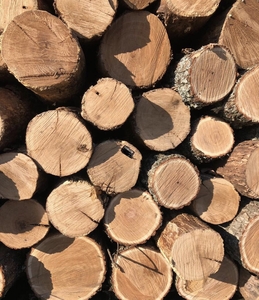 Продам дубовые дрова грн.700