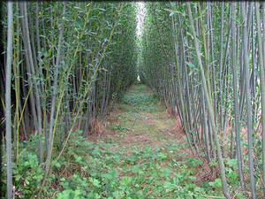 Верба энергетическая грн.