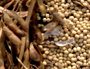 Куплю сою, семечку подсолнечника, масличные грн.