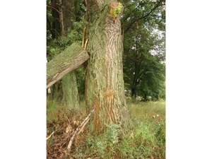 Продам дрова твердых пород грн.0