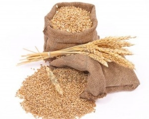 Закупаем пшеницу, кукурузу, сою и др. культуры грн.