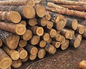 Закупим кругляк 28-34 в Днепр грн.0