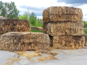 Отдадим солому (мертвый отход) грн.