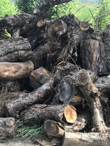 Пропонуємо сухі дрова яблоні з доставкою грн.