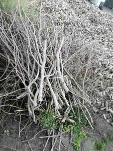 Куплю відходи деревини грн.400