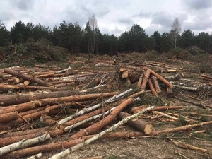 Продам древесину сосны на щепу, уголь, пеллеты и т.д. грн.0