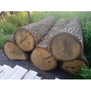 Продажа дров дубових кругляк 16, 36 см, 3,4 метри