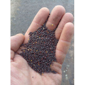 Куплю Ріпак з місця або з доставкою Кривий Ріг грн.