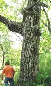 Поставка горного ореха из Узбекистана грн.0