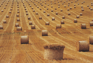 Качество биомассы в производстве пеллет ##f_price|CURR_SIGN##