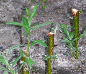 Енергетична верба як сировина для виробництва пеллет ##f_price|CURR_SIGN##