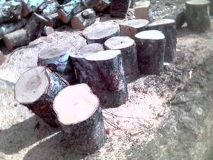 Продам дрова берёза, ольха (неколотые) грн.0