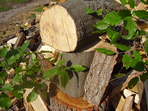 Компания предлагает сухие дрова из дуба грн.0