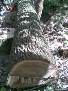 Пиловочник. Дуб - 1 -3 сорт - от 36 и больше. Смерека - от 28 и больше. Бук - от 36 и больше. грн.0