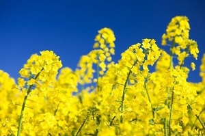 Купим рапс на экспорт грн.